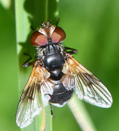 Réf. 305 963 : Ectophasia sp.